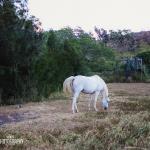 A special wedding guest graced the surroundings at Puakea Ranch for Shane and Jessica's wedding.